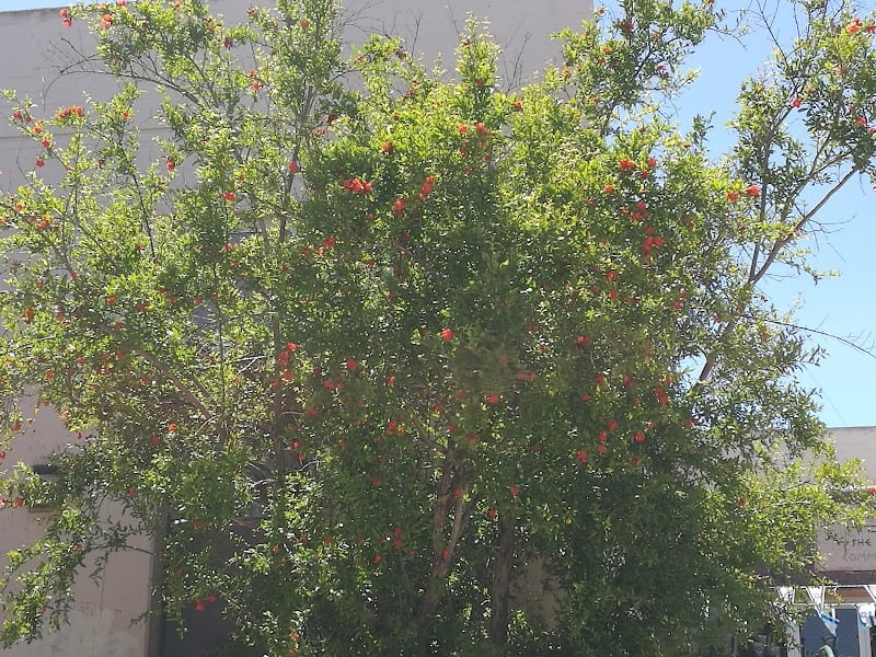 מרכז קהילתי אגמים אשקלון - תמונה 5